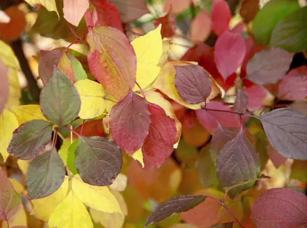 Couleur Feuilles d'automne — Photo