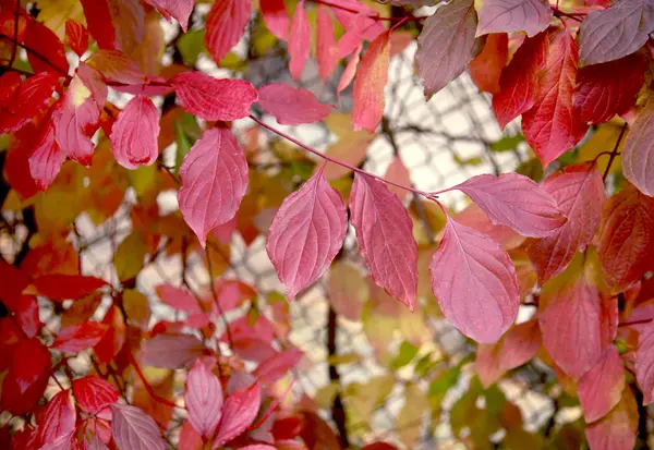 Couleur Feuilles d'automne — Photo