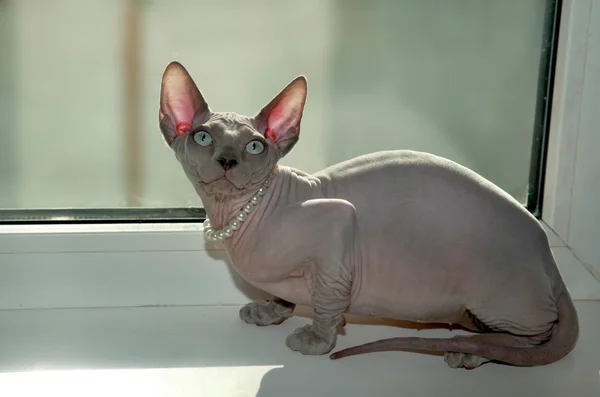 Sphinx hairless cat — Stock Photo, Image