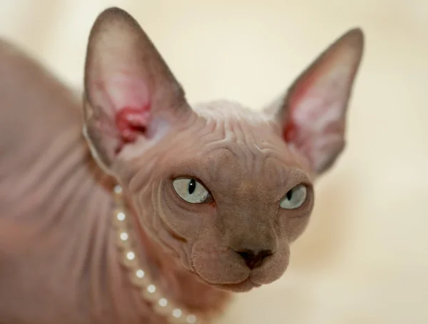 Bezwłosy kot Sfinks — Zdjęcie stockowe