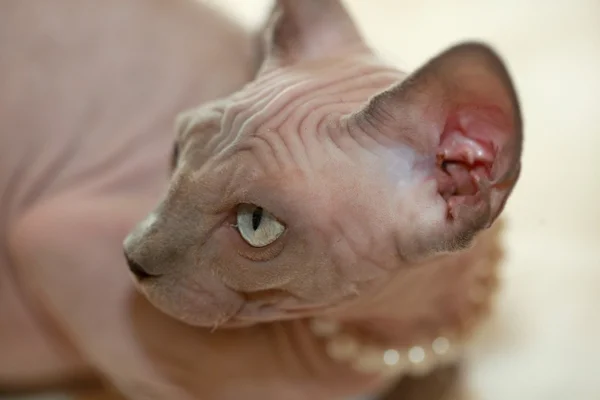 Sphinx hairless cat — Stock Photo, Image