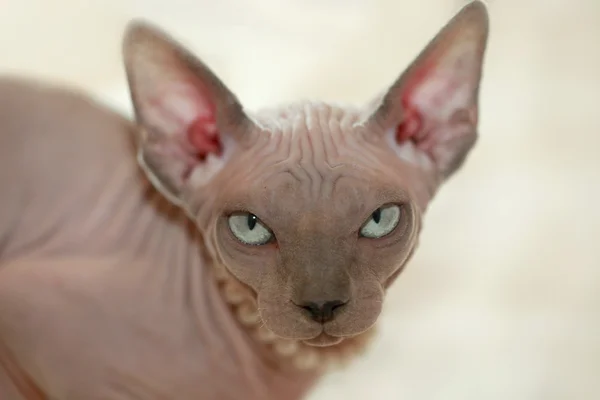 Sphinx hairless cat — Stock Photo, Image