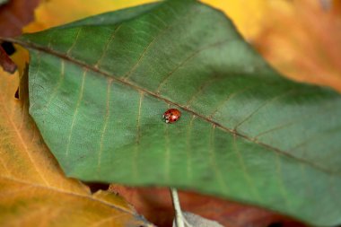uğur böceği yaprak üzerinde