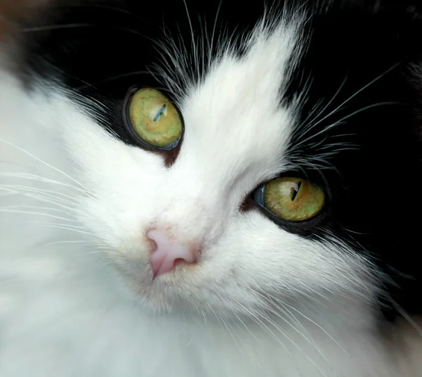 Retrato de gato — Fotografia de Stock