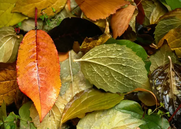 Couleur feuilles d'automne — Photo