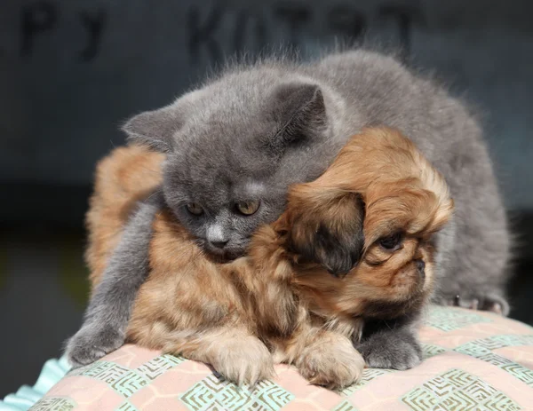 Lindo gatito y cachorro — Foto de Stock