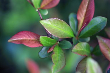 sonbahar renk yaprakları