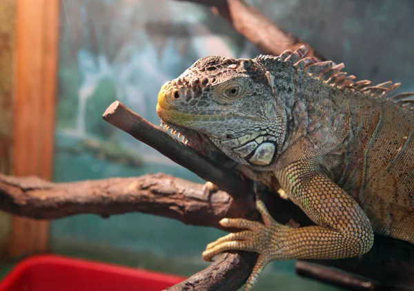 Grote schattig hagedis — Stockfoto