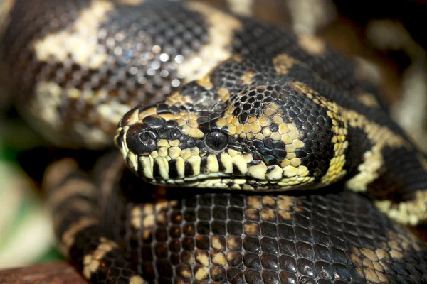 Color serpiente grande — Foto de Stock