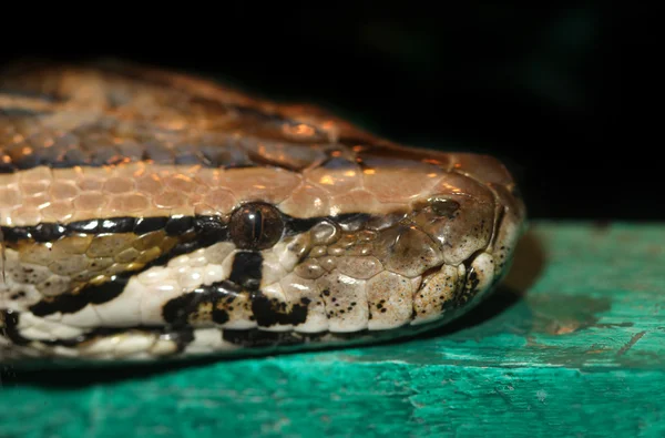 Couleur grand serpent — Photo