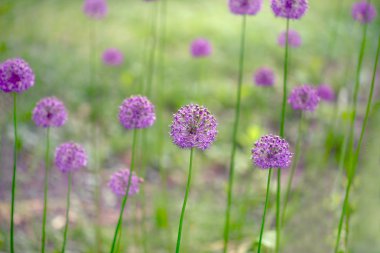 Yabani sarımsak yard
