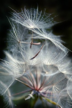 büyük kabarık karahindiba