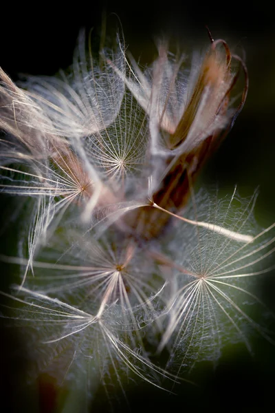 Stora fluffiga maskrosor — Stockfoto