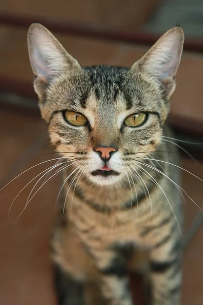 Gato listrado bonito — Fotografia de Stock