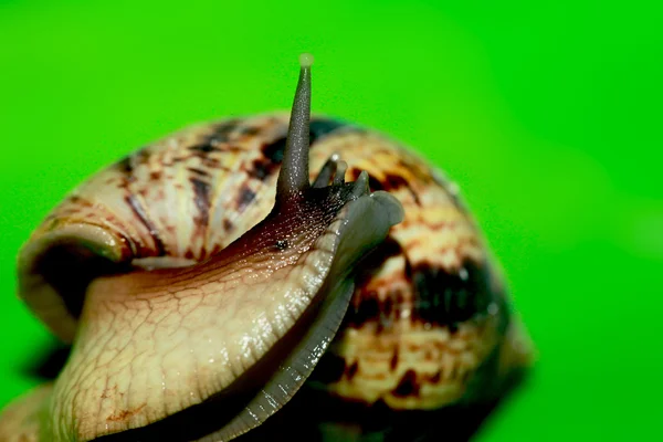 Cute african snail — Stock Photo, Image