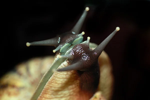 Gran caracol en el espejo — Foto de Stock