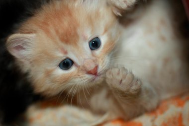 Şirin tüylü yavru kedi