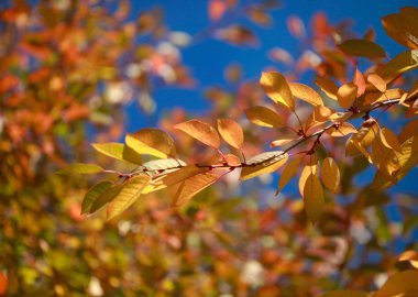 renk sonbahar yaprak