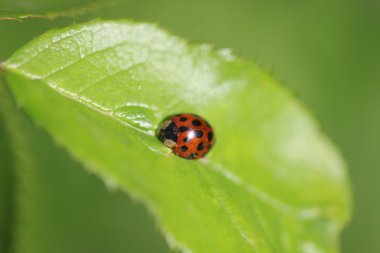 uğur böceği yaprak üzerinde