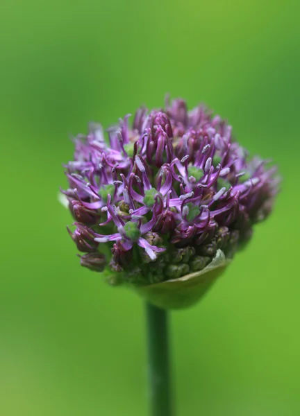 Flores roxas de verão — Fotografia de Stock