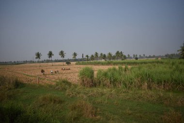 Hindistan cevizi ağacı ve şeker kamışı tarlası desenli çeltik tarlası manzarası.