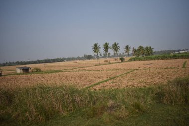 Çeltik tarlasında hindistan cevizi ağacı plantasyonunun yakın görüntüsü.