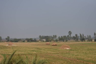 Pirinç tarlaları hasat sonrası sadece pirinç samanıyla tarla gibi görünür..