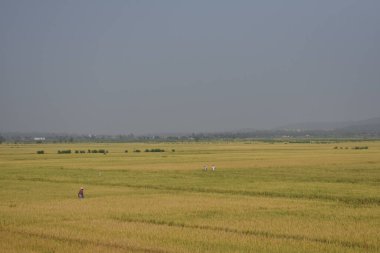 Sarı renkli çeltik tarımı hasat için hazır. Harika görünüyor..
