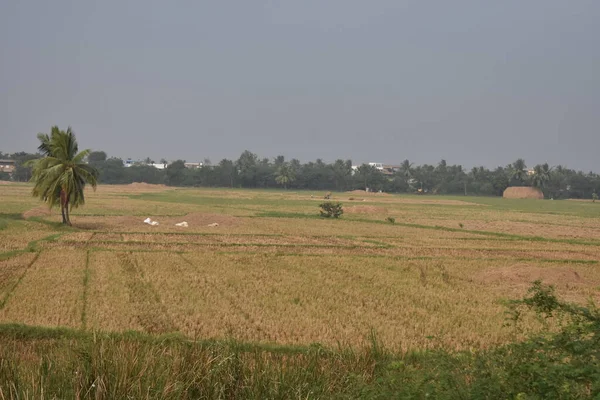 Uma Fazenda Arrozais Com Palha Arrozal Após Cortar Arroz — Fotografia de Stock