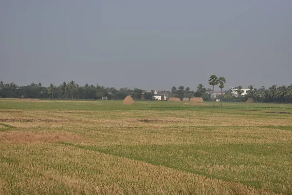 Una Granja Arroz Con Paja Arroz Después Cortar Arroz — Foto de Stock