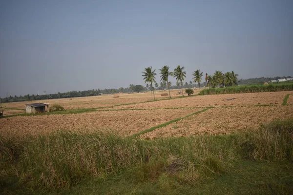 Une Vue Rapprochée Plantation Cocotiers Vue Modèle Dans Ferme Paddy — Photo