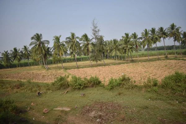 Plantation Cocotiers Près Rizière Regardant Génial Journée Ensoleillée — Photo