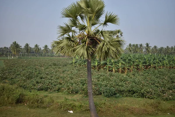 Palmier Avec Culture Coton Banane Noix Coco — Photo