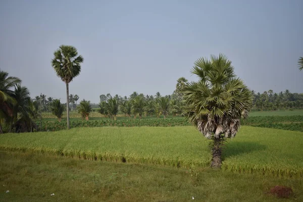 Coconut Träd Plantage Närmare Paddy Field Ser Fantastisk Solig Dag — Stockfoto