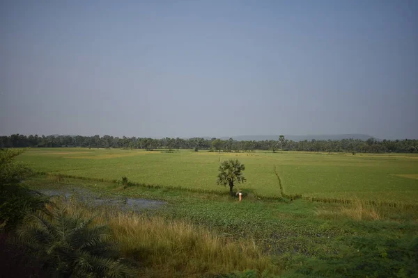 Arrozal Verde Pronto Para Colheita Com Muitas Árvores Vista — Fotografia de Stock