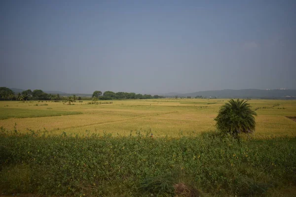 Une Riziculture Verdoyante Prête Pour Récolte Avec Vue Sur Beaucoup — Photo