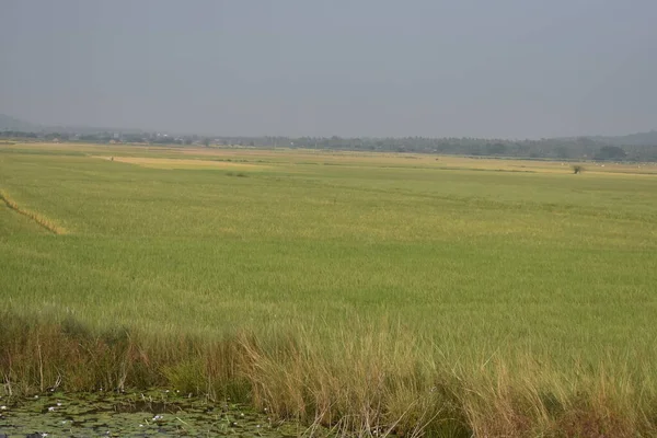 Cor Amarela Paddy Agricultura Está Pronta Para Colheita Olhar Impressionante — Fotografia de Stock