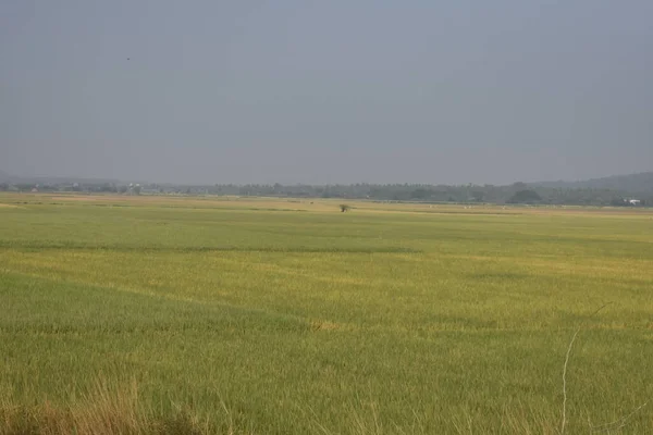 Cor Amarela Paddy Agricultura Está Pronta Para Colheita Olhar Impressionante — Fotografia de Stock