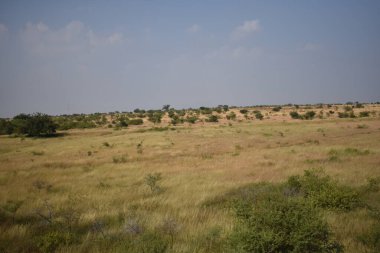 Muhteşem mavi gökyüzü olan yeşil alan çok güzel görünüyor..