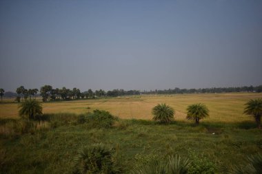 Pirinç hasadından sonra Paddy çiftliği harika görünüyor..