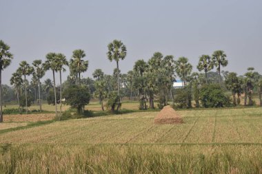 Pirinç hasadından sonra Paddy çiftliği harika görünüyor..