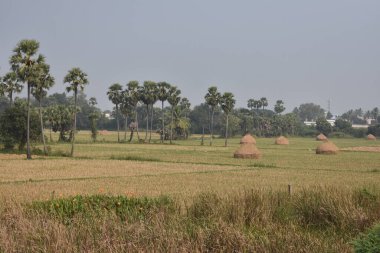 Pirinç hasadından sonra Paddy çiftliği harika görünüyor..