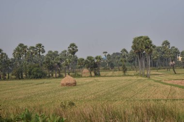 Pirinç hasadından sonra Paddy çiftliği harika görünüyor..