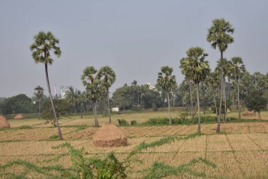 Pirinç hasadından sonra Paddy çiftliği harika görünüyor..