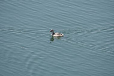 Bir su deposunda yüzen küçük bir ördek. Güzel görünüyor..