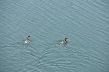 Su deposunda yüzen küçük bir ördek çok güzel görünüyor..