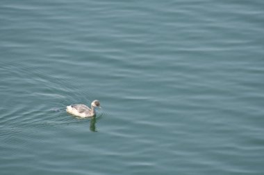 Su deposunda yüzen küçük bir ördek çok güzel görünüyor..