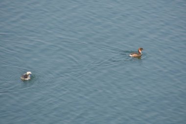 Bir su deposunda oynayan bir çift küçük ördek..