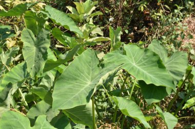 Hint sebzeli taro kökü yaprağı yaz mevsiminde çok yakındır.
