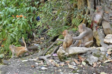 Anne ve çocuğun sevgisi ve sevgisi Bir ağaç gölgesinin yanında dinlenme zamanı.
